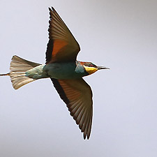 European Bee-eater - (Merops apiaster)