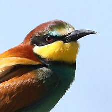 European Bee-eater - (Merops apiaster)