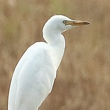 Hron garde-boeufs - (Cattle Egret)