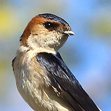 Red-rumped Swallow - (Cecropis daurica)
