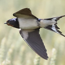 Barn Swallow - (Hirundo rustica)