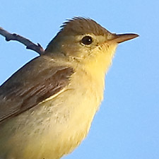 Melodious Warbler - (Hippolais polyglotta)