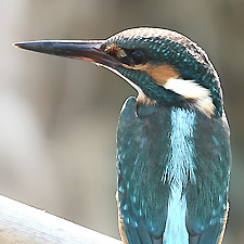 Martin-pcheur d'Europe - (Common Kingfisher) Near Agia Lake