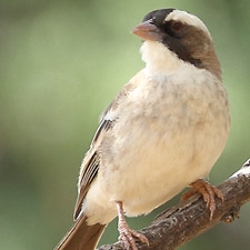 White-browed Sparrow-Weaver - (Plocepasser mahali)