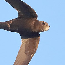 Common Swift - (Apus apus)