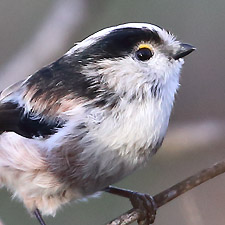 Long-tailed Tit - (Aegithalos caudatus)