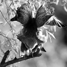 Black Kite - (Milvus migrans)
