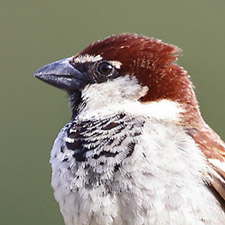 Italian Sparrow - (Passer italiae)