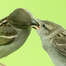 House Sparrow - (Passer domesticus)
