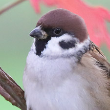 Eurasian Tree Sparrow - (Passer montanus)