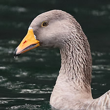 Greylag Goose - (Anser anser)