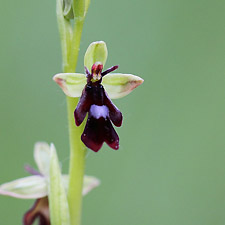 Ophrys Mouche