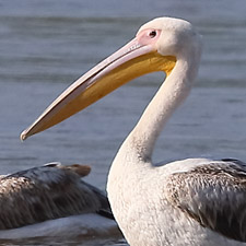 Great White Pelican - (Pelecanus onocrotalus)