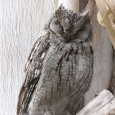 Eurasian Scops Owl  - (Otus scops)