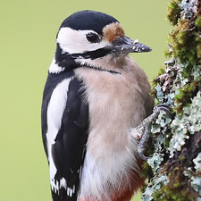 Great Spotted Woodpecker - (Dendrocopos major)