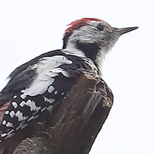 Middle Spotted Woodpecker - (Leiopicus medius
)