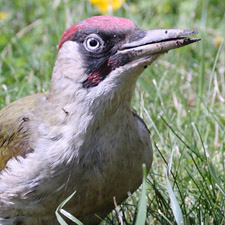 European Green Woodpecker - (Picus viridis)