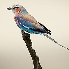 Rollier  longs brins - (Lilac-breasted Roller)