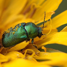 scarab sur une fleur
