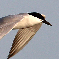 Gull-billed Tern - (Gelochelidon nilotica)