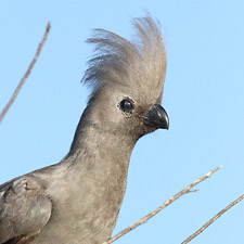 Grey Go-away-bird - (Crinifer concolor)