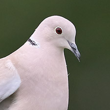 Tourterelle turque - (Eurasian Collared-dove)