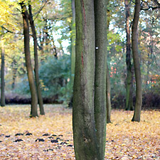 Les arbres du Treptower park