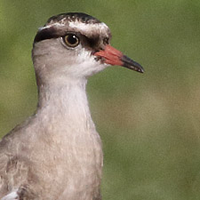 Vanneau couronn - (Crowned Lapwing)
