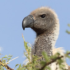 White-backed Vulture - (Gyps africanus)