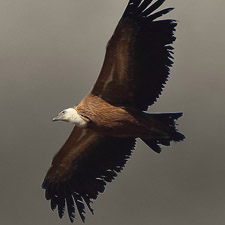 Griffon Vulture - (Gyps fulvus)