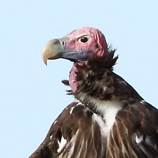 Lappet-faced Vulture - (Torgos tracheliotos)