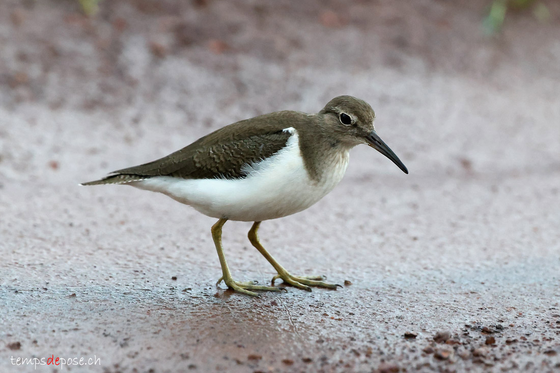 Chevalier guignette - (Actitis hypoleucos)