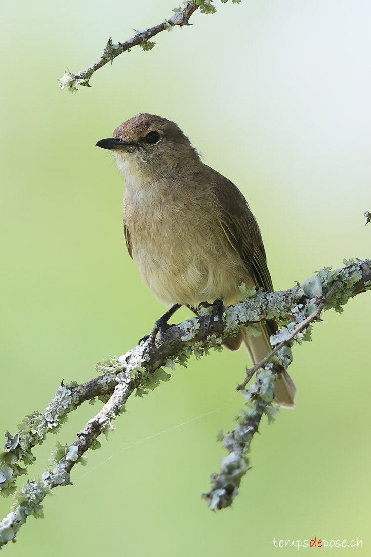 Gobemouche ple - (Agricola pallidus)