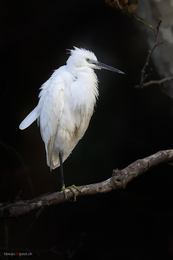 Aigrette garzette - (Little Egret)