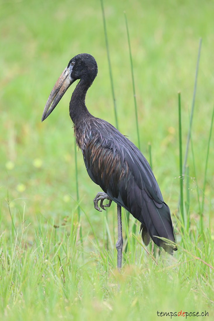 Bec-ouvert africain - (Anastomus lamelligerus)