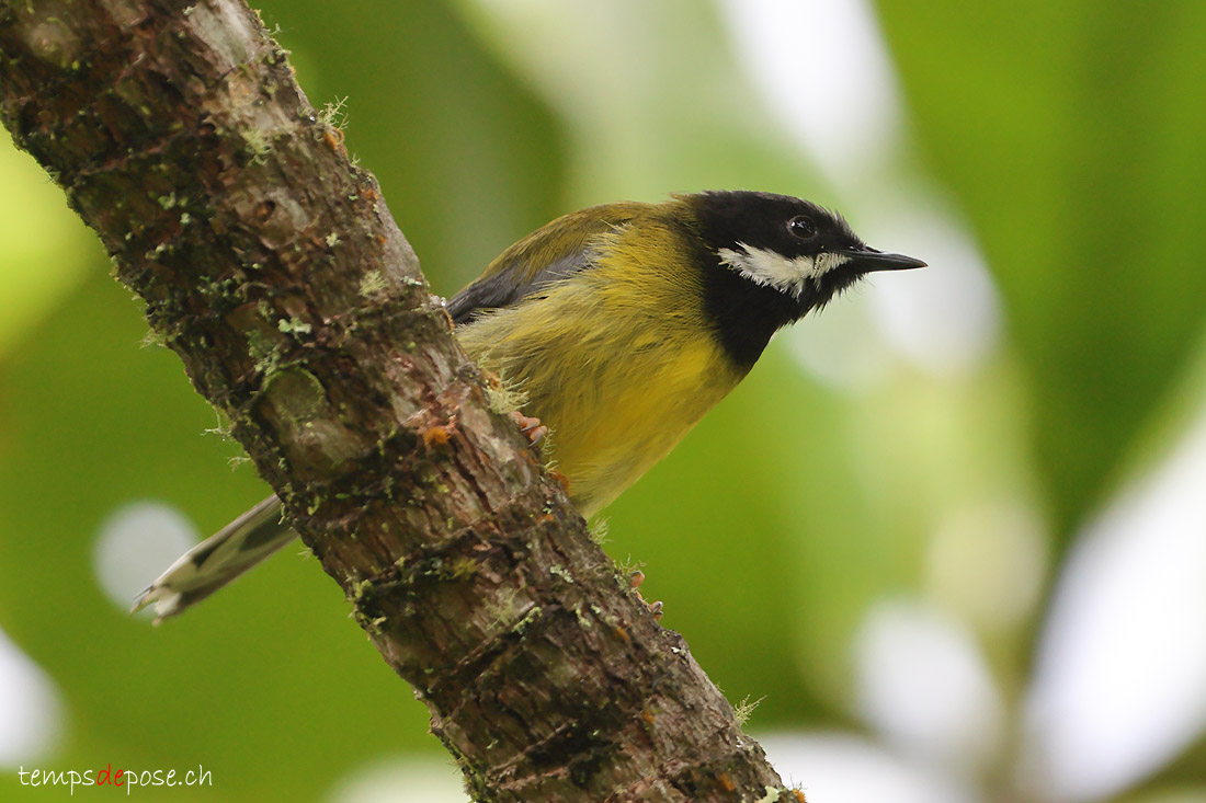 Apalis  gorge noire - (Apalis jacksoni)