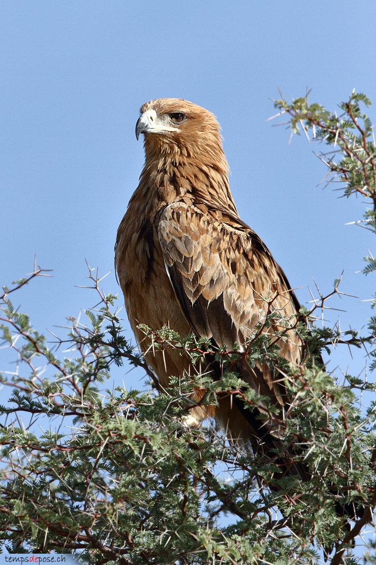 Aigle ravisseur - (Tawny Eagle)