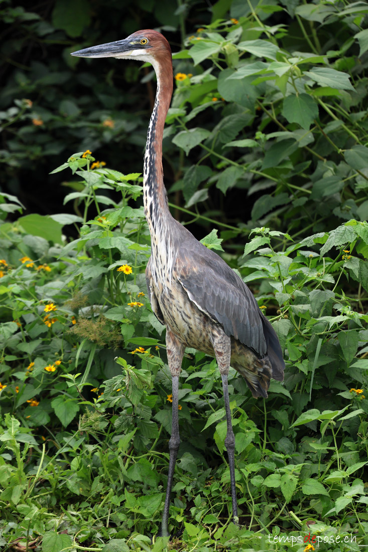 Hron goliath - (Ardea goliath)