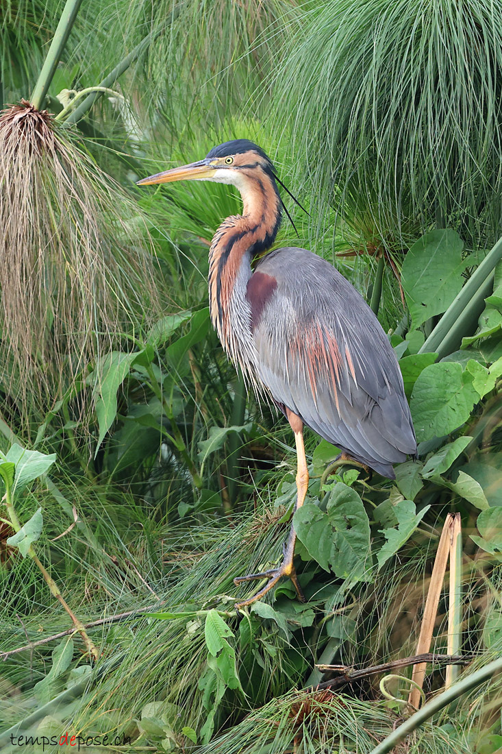 Hron pourpr - (Ardea purpurea)