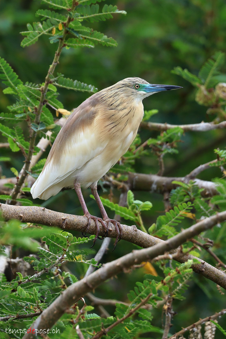 Crabier chevelu - (Ardeola ralloides)