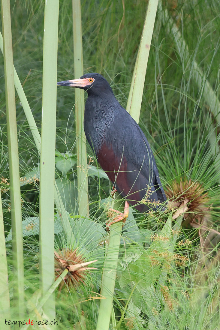 Crabier  ventre roux - (Ardeola rufiventris)