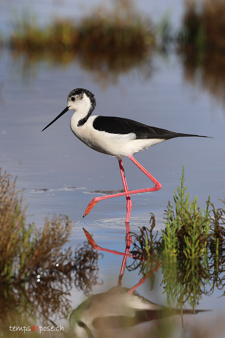 chasse blanche - (Himantopus himantopus)