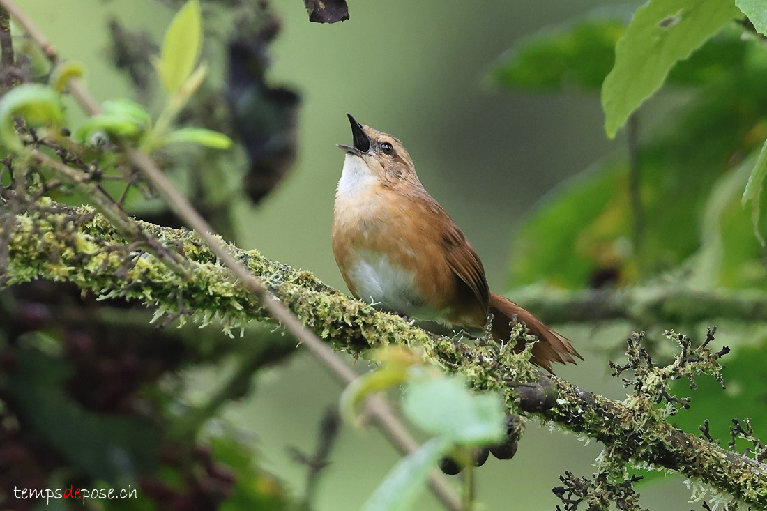 Mgalure cannelle - (Bradypterus cinnamomeus)