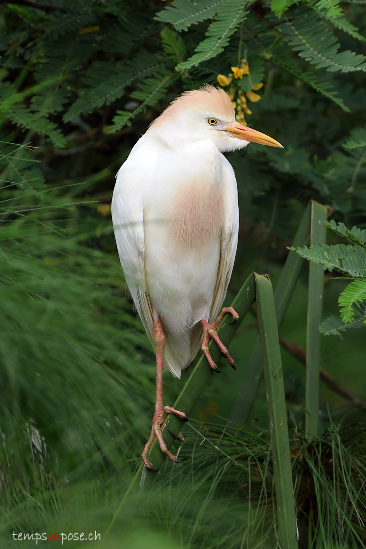 Hron garde-boeufs - (Bubulcus ibis)