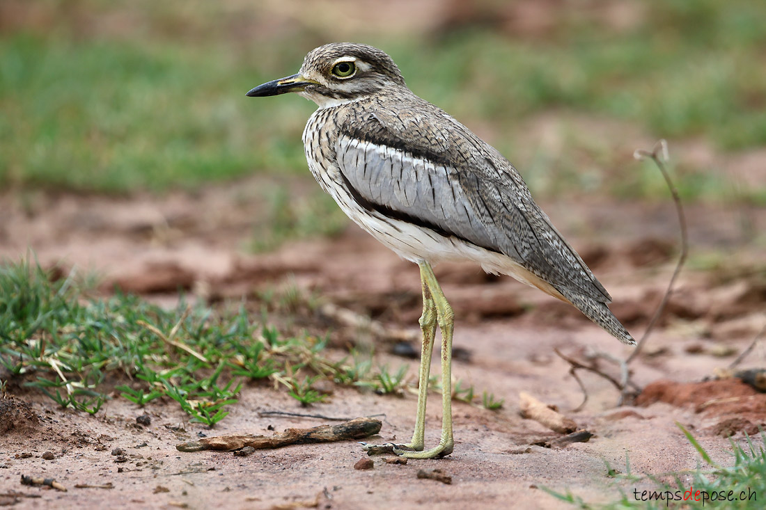 OEdicnme vermicul - (Burhinus vermiculatus)