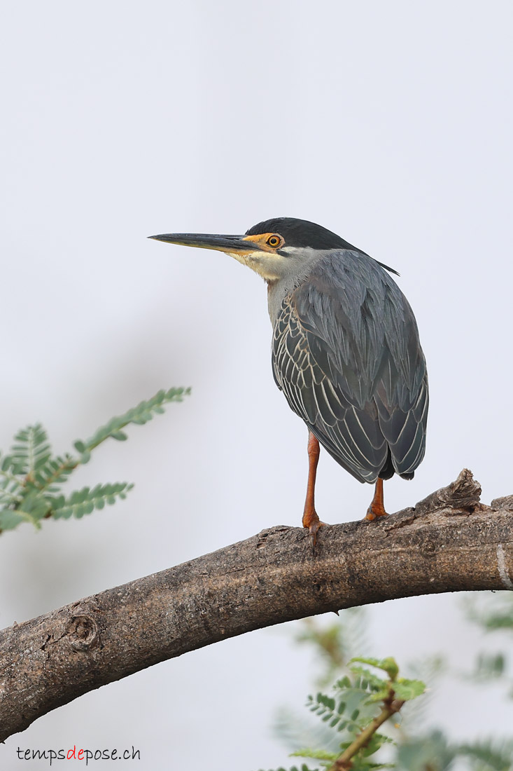 Hron stri - (Butorides striata)