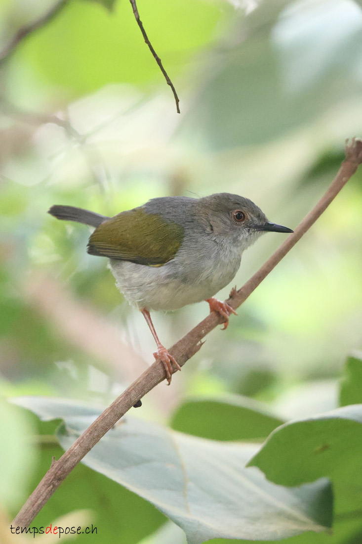 Camaroptre  dos gris - (Camaroptera brevicaudata)