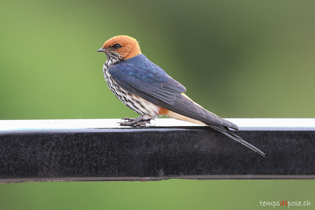 Hirondelle strie - (Cecropis abyssinica)