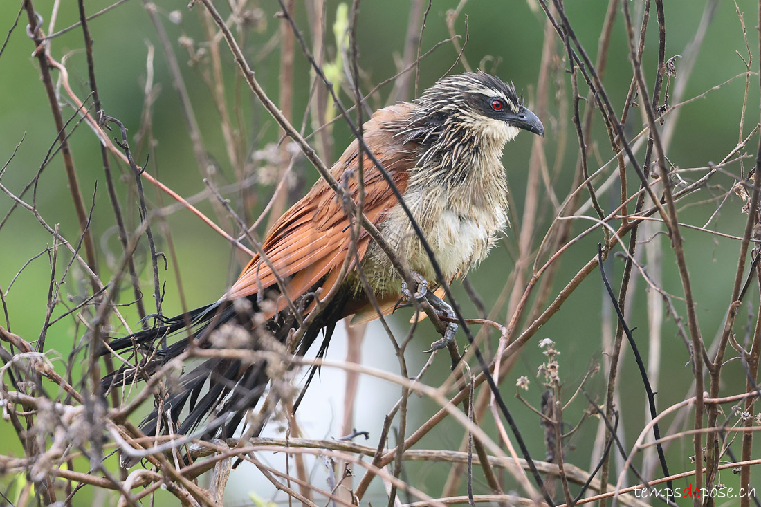 Coucal  sourcils blancs - (Centropus superciliosus)