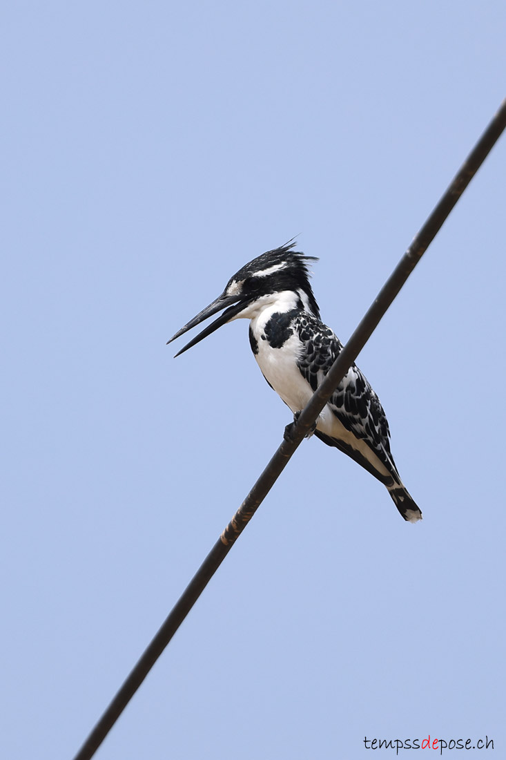 Martin-pcheur pie - (Ceryle rudis)